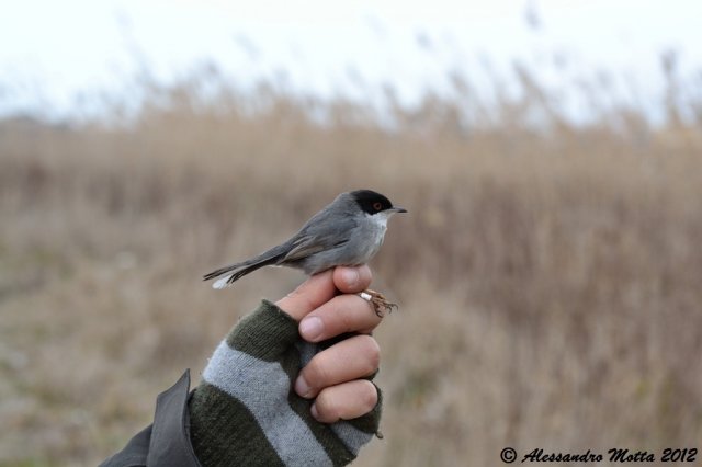 Occhiocotto inanellato